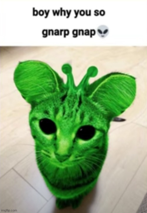 102 | image tagged in cat | made w/ Imgflip meme maker