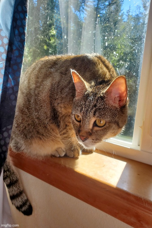 this is my cat nova | image tagged in cats,photography,kitty,light,window,window sill | made w/ Imgflip meme maker