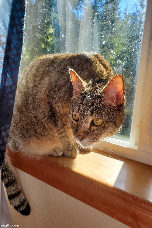 this is a repost from the cats stream, but it's also my cat nova | image tagged in photography,cats,kitty,light,window,windows | made w/ Imgflip meme maker