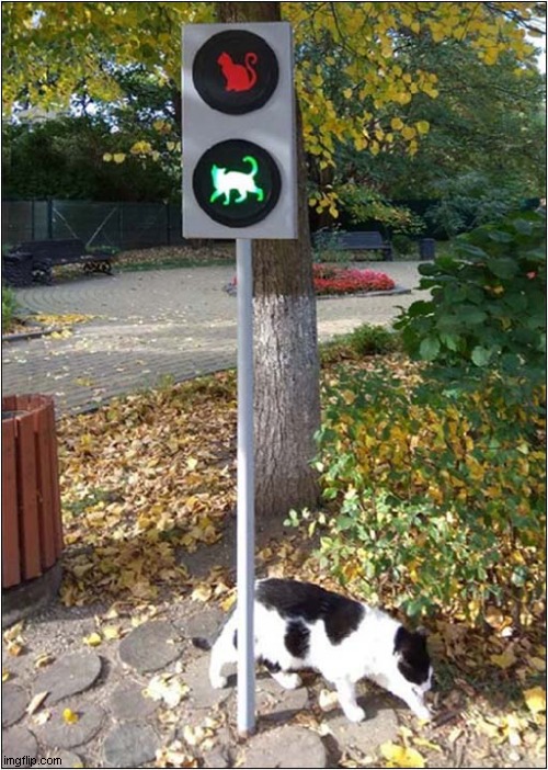 How Do They Know ? | image tagged in cats,crossing,mystery | made w/ Imgflip meme maker