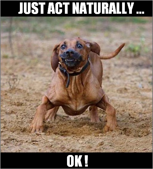 That's A Weird Pose ! | JUST ACT NATURALLY ... OK ! | image tagged in dogs,strange,pose | made w/ Imgflip meme maker