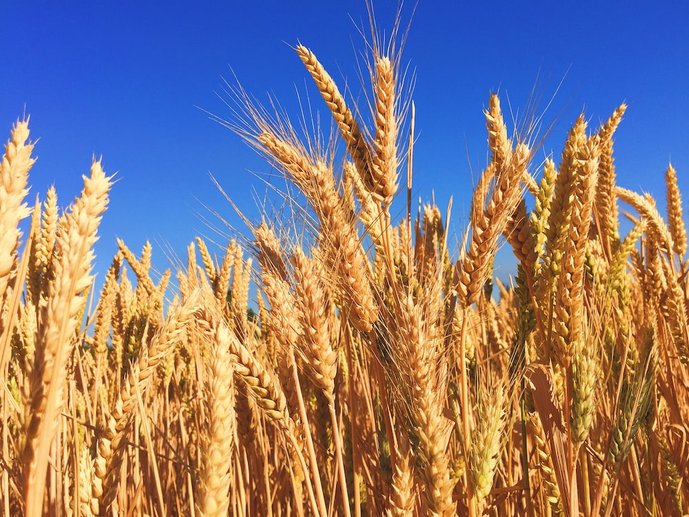 High Quality Wheat Plant Picture Blank Meme Template