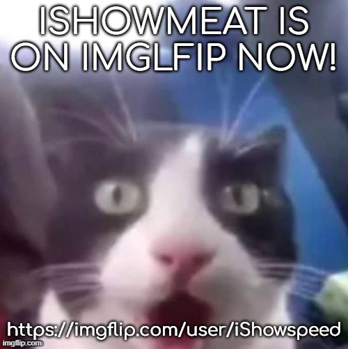 again, not really him. | ISHOWMEAT IS ON IMGLFIP NOW! https://imgflip.com/user/iShowspeed | image tagged in cat shocked | made w/ Imgflip meme maker