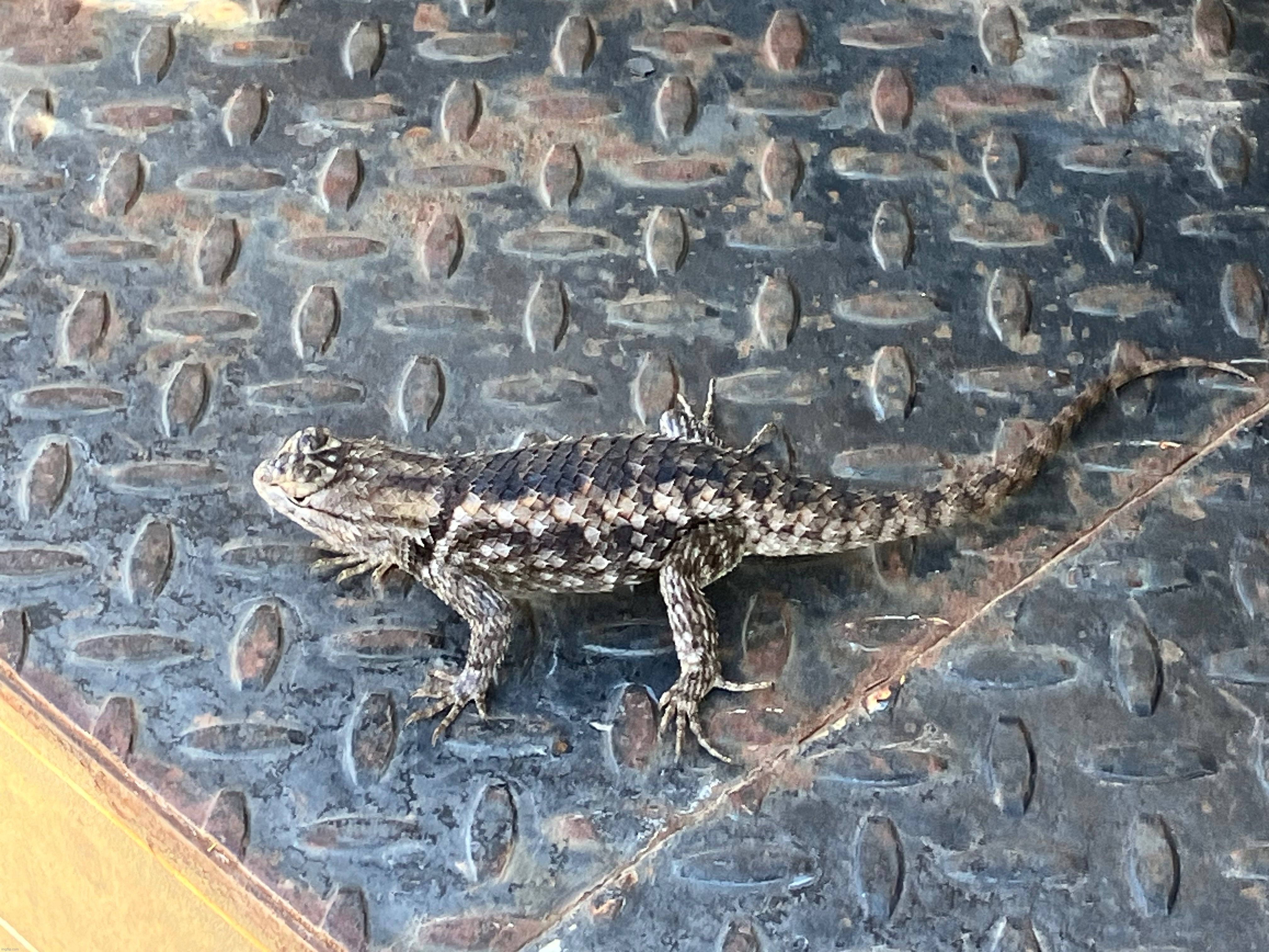 Random ass lizard I found (But he chill though) | made w/ Imgflip meme maker