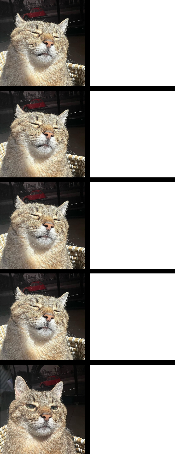 Stepan cat Blank Meme Template