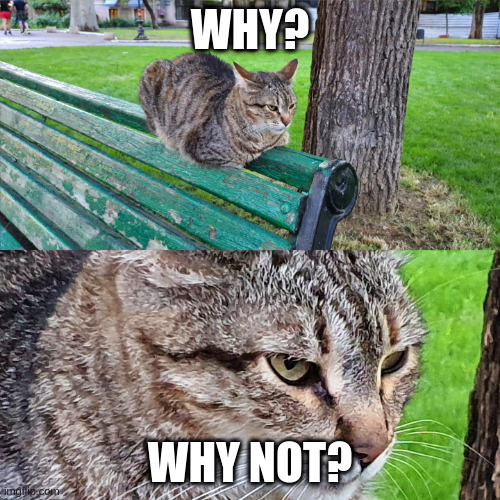 Why not? | WHY? WHY NOT? | image tagged in a kotsiubiiv cat sits on the back of a bench | made w/ Imgflip meme maker