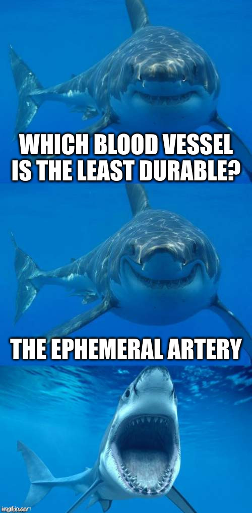 A pun worse than being eaten by a shark | WHICH BLOOD VESSEL IS THE LEAST DURABLE? THE EPHEMERAL ARTERY | image tagged in bad shark pun | made w/ Imgflip meme maker