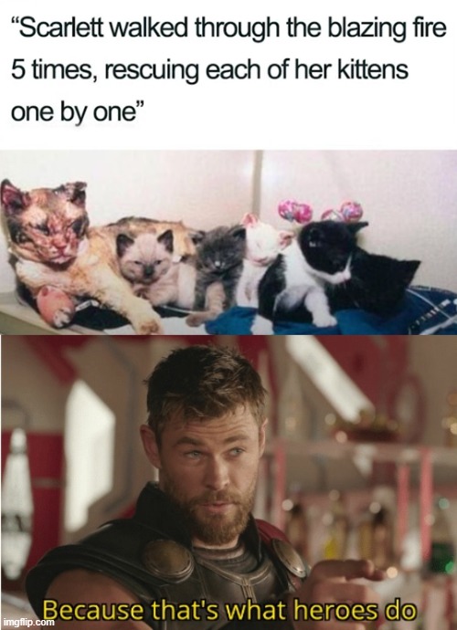 image tagged in that s what heroes do,cats | made w/ Imgflip meme maker