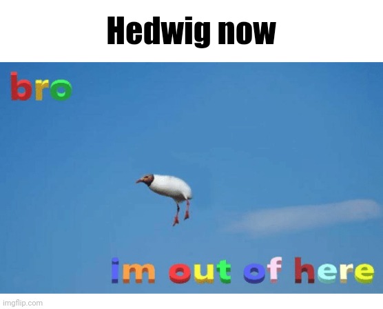Hedwig now | image tagged in bro i'm out of here | made w/ Imgflip meme maker