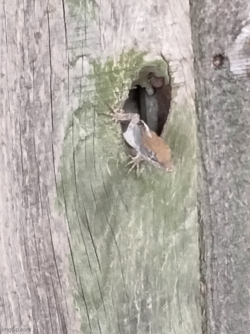 Little guy on my walk today. | image tagged in anole,hiding place | made w/ Imgflip meme maker