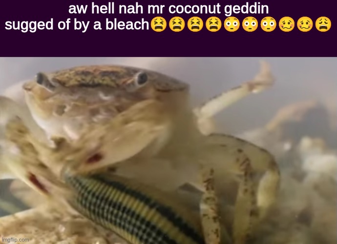 aw hell nah mr coconut geddin sugged of by a bleach | image tagged in aw hell nah mr coconut geddin sugged of by a bleach | made w/ Imgflip meme maker
