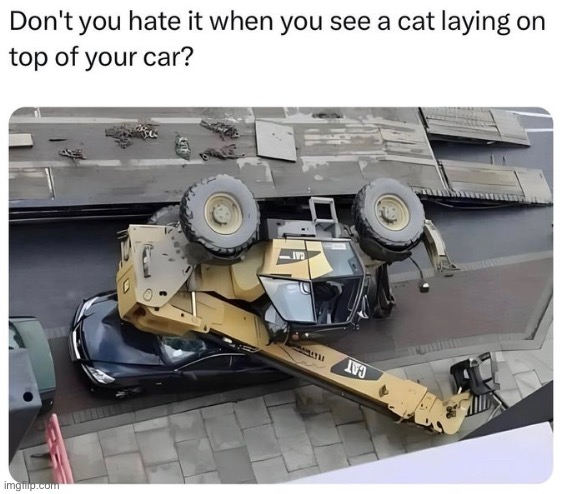 CAT | image tagged in fresh memes,funny,memes | made w/ Imgflip meme maker
