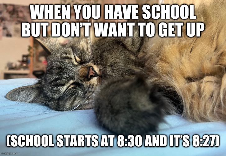 WHEN YOU HAVE SCHOOL BUT DON’T WANT TO GET UP; (SCHOOL STARTS AT 8:30 AND IT’S 8:27) | image tagged in funny cats,cats | made w/ Imgflip meme maker