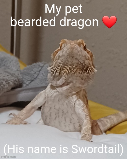 Unfortunately, he's not exactly the sharpest lizard in the shed though | My pet bearded dragon ❤️; (His name is Swordtail) | image tagged in lizard,cute | made w/ Imgflip meme maker