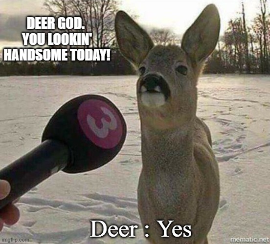Deer interviewed | DEER GOD. 
YOU LOOKIN' HANDSOME TODAY! Deer : Yes | image tagged in deer interviewed | made w/ Imgflip meme maker