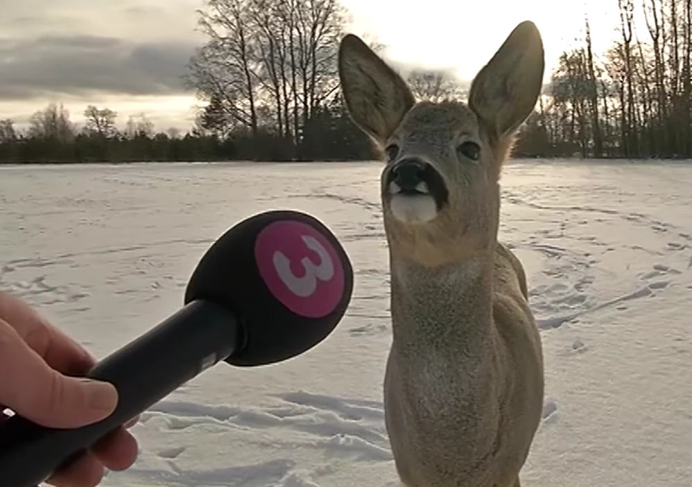 High Quality Deer interviewed HD Blank Meme Template