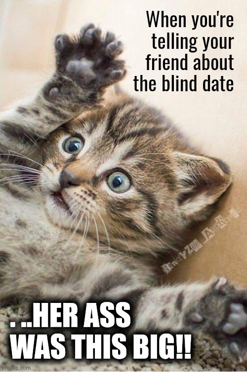 WHOA NELLY | When you're telling your friend about the blind date; . ..HER ASS WAS THIS BIG!! | image tagged in cats,funny cats,blind date,randyzee_approved,friends | made w/ Imgflip meme maker