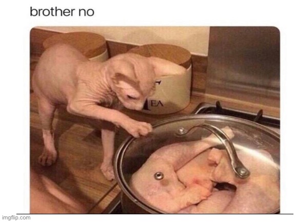 Food or family? | image tagged in look at all those chickens,cat,hairless,cats,sad cat,kitchen nightmares | made w/ Imgflip meme maker