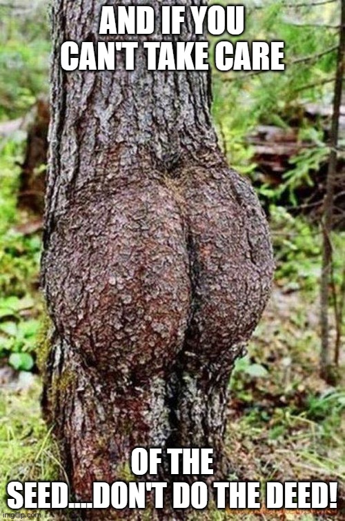 Sexy Tree | AND IF YOU CAN'T TAKE CARE OF THE SEED....DON'T DO THE DEED! | image tagged in sexy tree | made w/ Imgflip meme maker