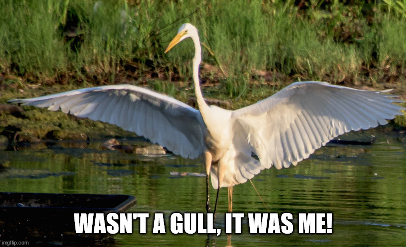 heron | WASN'T A GULL, IT WAS ME! | image tagged in heron | made w/ Imgflip meme maker