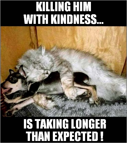 One Mean Moggy ! | KILLING HIM WITH KINDNESS... IS TAKING LONGER THAN EXPECTED ! | image tagged in cats,dog,killing,kindness | made w/ Imgflip meme maker
