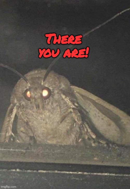 Moth | There you are! | image tagged in moth | made w/ Imgflip meme maker