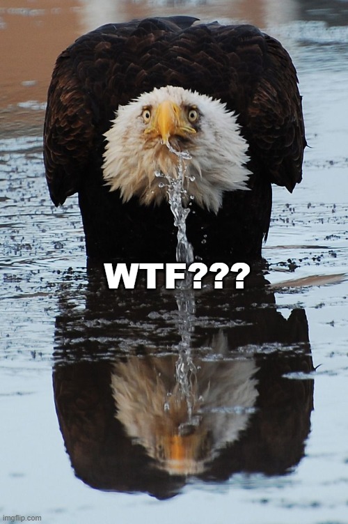 surprise | WTF??? | image tagged in eagle,bald eagle,shock,surprise | made w/ Imgflip meme maker
