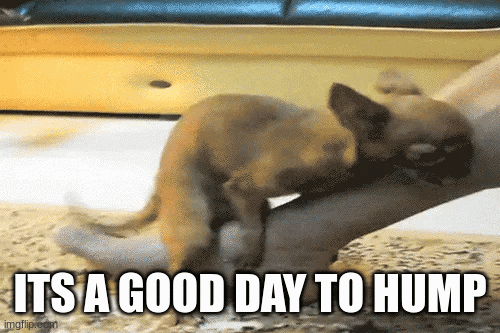 ITS A GOOD DAY TO HUMP | image tagged in gifs | made w/ Imgflip images-to-gif maker
