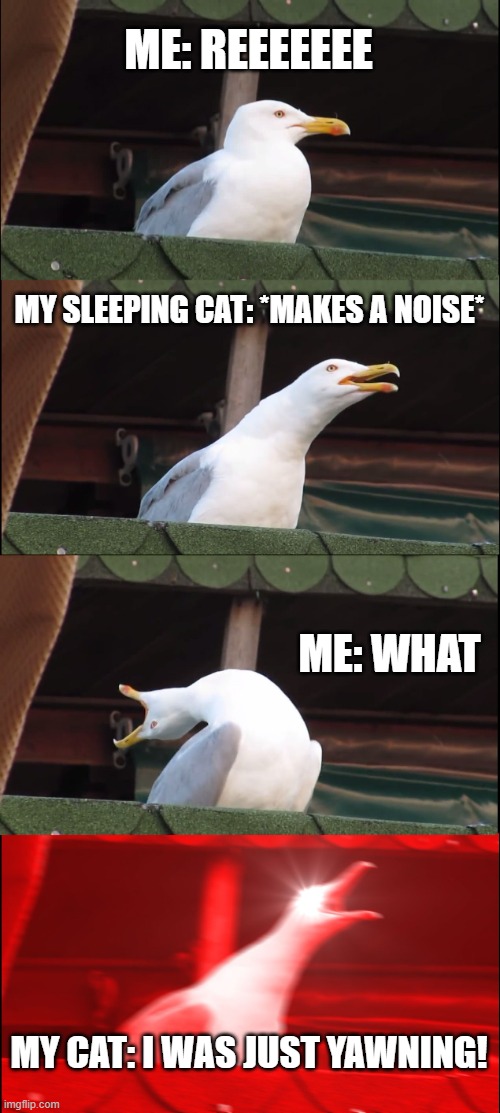 AI be dumb | ME: REEEEEEE; MY SLEEPING CAT: *MAKES A NOISE*; ME: WHAT; MY CAT: I WAS JUST YAWNING! | image tagged in memes,inhaling seagull,ai meme | made w/ Imgflip meme maker