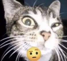 High Quality cat eyebrow raise Blank Meme Template