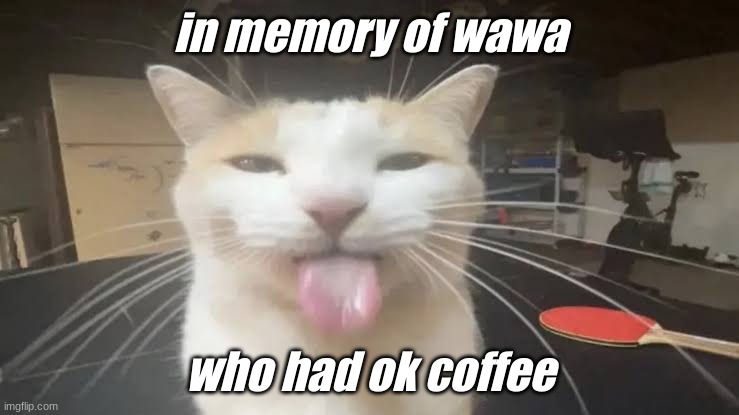 Milly the silly cat Bleh Cat | in memory of wawa; who had ok coffee | image tagged in milly the silly cat bleh cat | made w/ Imgflip meme maker