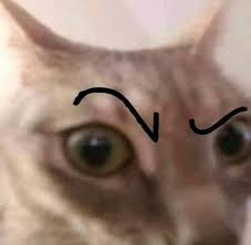 High Quality cat ayo Blank Meme Template