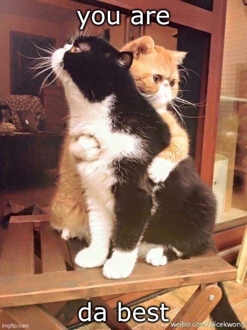 cats hugging | you are da best | image tagged in cats hugging | made w/ Imgflip meme maker