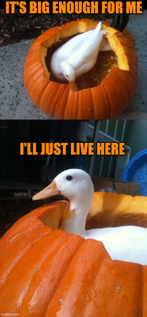NESTING PUMPKIN | IT'S BIG ENOUGH FOR ME; I'LL JUST LIVE HERE | image tagged in black background,ducks,duck,pumpkin | made w/ Imgflip meme maker