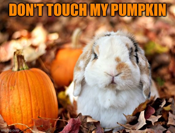 BUNNY LOOKS MAD | DON'T TOUCH MY PUMPKIN | image tagged in bunny,rabbit,pumpkin | made w/ Imgflip meme maker
