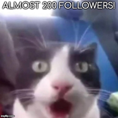 cat shocked | ALMOST 200 FOLLOWERS! | image tagged in cat shocked | made w/ Imgflip meme maker