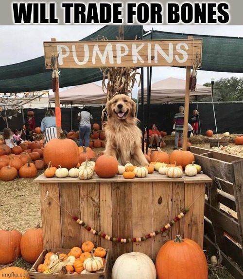 THE PUMPKIN PUP | WILL TRADE FOR BONES | image tagged in dogs,dog,pumpkin | made w/ Imgflip meme maker
