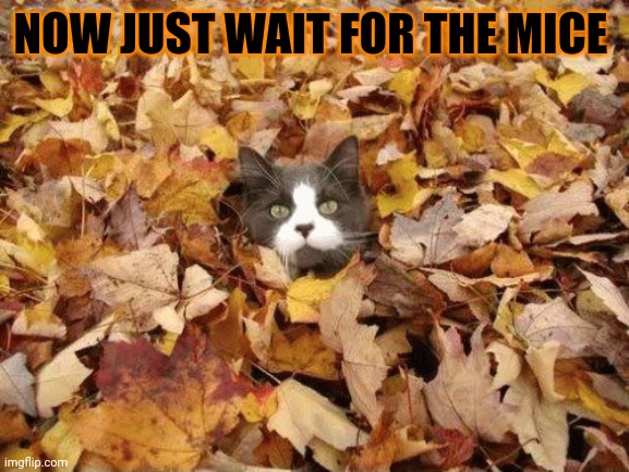 MOUSE HUNTING IN LEAVES | NOW JUST WAIT FOR THE MICE | image tagged in cats,cat,autumn leaves | made w/ Imgflip meme maker