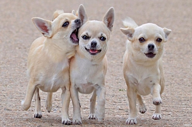 High Quality 3 dogs Blank Meme Template