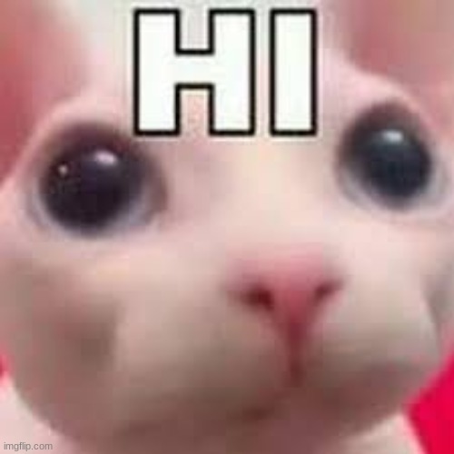 cat hi | image tagged in cat hi | made w/ Imgflip meme maker