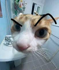 High Quality cat eyebrow raise Blank Meme Template