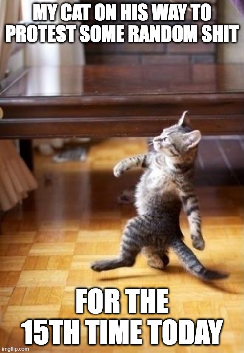 Cool Cat Stroll | MY CAT ON HIS WAY TO PROTEST SOME RANDOM SHIT; FOR THE 15TH TIME TODAY | image tagged in memes,cool cat stroll | made w/ Imgflip meme maker