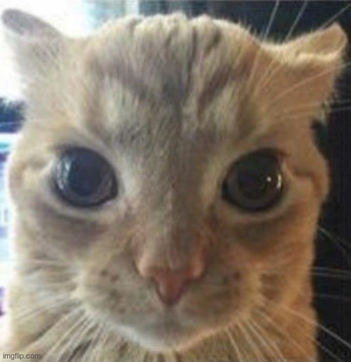 i have hired this cat to have sex with your mother | made w/ Imgflip meme maker