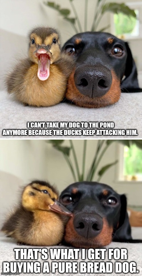 Punny duck | I CAN'T TAKE MY DOG TO THE POND ANYMORE BECAUSE THE DUCKS KEEP ATTACKING HIM. THAT'S WHAT I GET FOR BUYING A PURE BREAD DOG. | image tagged in bad pun duck and dog,dad joke,dog,cute animals | made w/ Imgflip meme maker