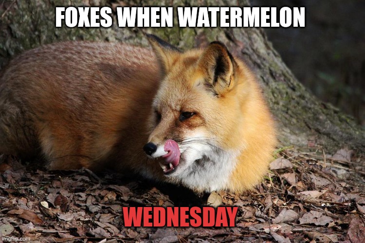 FOXES WHEN WATERMELON WEDNESDAY | made w/ Imgflip meme maker