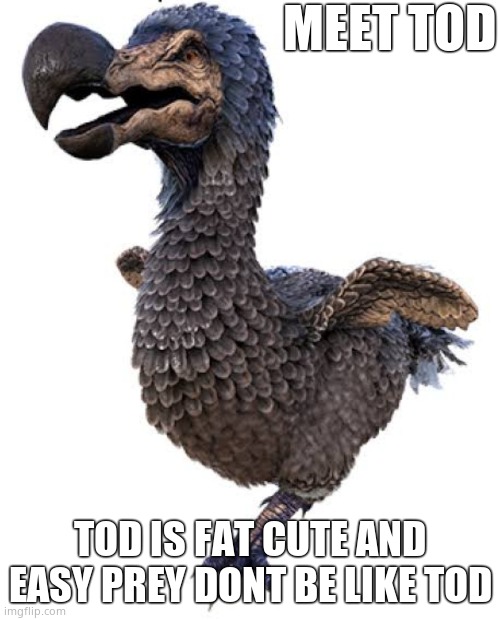 Tod... | MEET TOD; TOD IS FAT CUTE AND EASY PREY DONT BE LIKE TOD | image tagged in memes | made w/ Imgflip meme maker