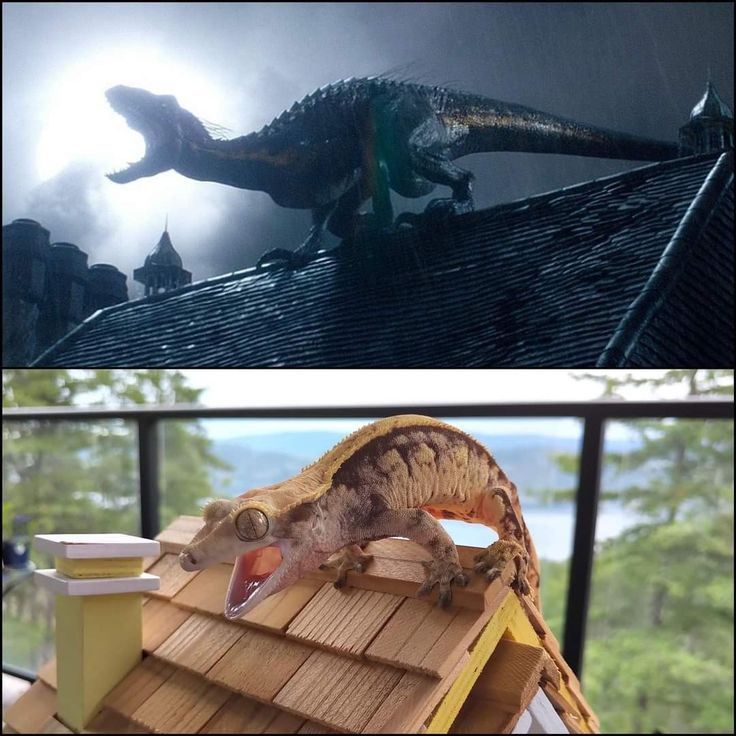 Jurassic world expectation vs reality Blank Meme Template