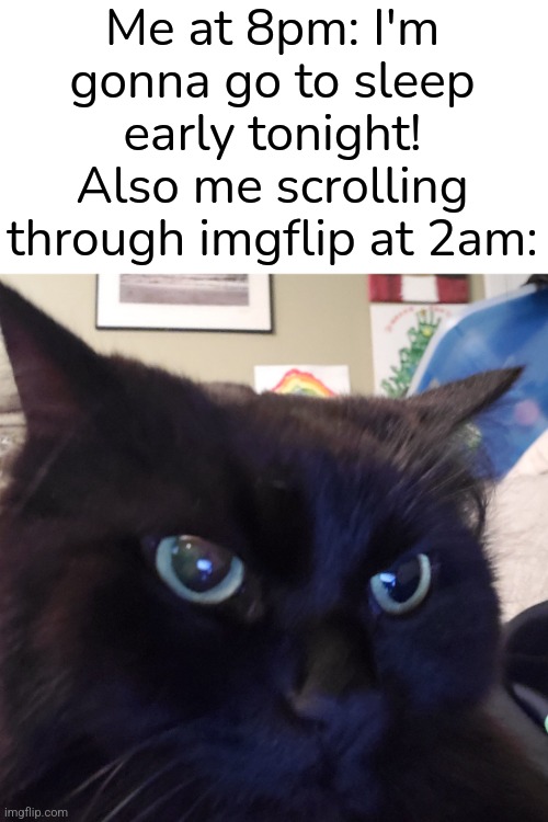 Here's a meme with my cat because why not | Me at 8pm: I'm gonna go to sleep early tonight!
Also me scrolling through imgflip at 2am: | image tagged in cat,imgflip,sleep,3am | made w/ Imgflip meme maker