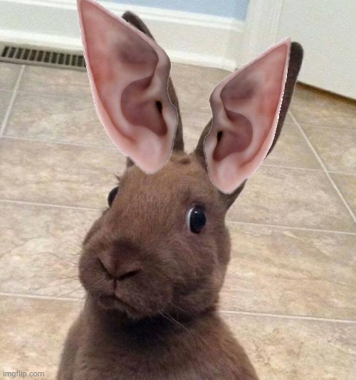 Really? Rabbit | image tagged in really rabbit | made w/ Imgflip meme maker
