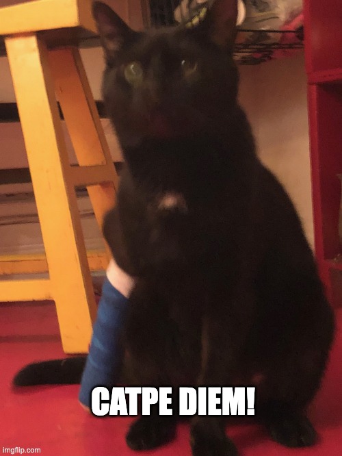 Catpe Diem! | CATPE DIEM! | image tagged in catpe diem | made w/ Imgflip meme maker